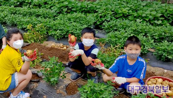 꼬마 농부들의 감자 캐기 체험